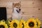 Shiba-Inu Welpen/Rüden