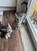 Katze baby und Mutter