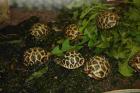 Geochelone elegans / klein bleibende südindische Art