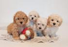Maltipoo Pudel