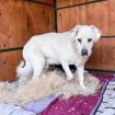 Duke. leidet im Tierheim er sucht ein schönes Körbchen