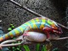 Pantherchamäleon Furcifer Pardalis