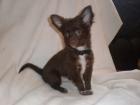 Wunderschöne Chihuahua Welpen in seltenen Farben schoko silber blue merle und sc