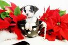 Mini-Chihuahua-Welpen