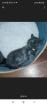 Wunderschöne Bkh kitten suchen neue Dosenöffner