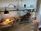 Leopardgecko Komplettpaket