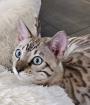 Bengal Katzen weiblich in liebevolle Hände abzugeben