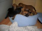 Golden Retriever Mix Welpen