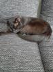 Maine Coone BKH Mix Kitten