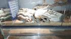 Bartagame Babys brauchen schnell ein neues Zuhause