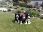 Bearded Collie Welpen 9 Wochen alt zu verkaufen