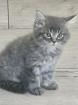 Ab 30. 10. 24 3 MainCoon/BKH - Mix Kitten abzugeben