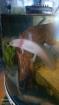 Axolotl Jungtiere abzugeben