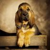 Bloodhounds of Samaria // Welpen mit Papieren