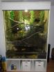 Grüner Leguan mit Terrarium/Aquarium abzugeben