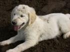 Golden Retriever Welpe