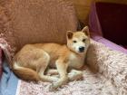 Yurushi - Shiba Inu-Mischling - freundlich neugierig