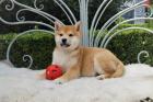 Wunderschöne Shiba-Inu Welpen