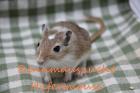 Mongolische Rennmäuse aus artgerechter Rennmauszucht Rennmaus Wüstenrennmaus W