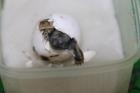 Griechische Landschildkröten THB 2022 abzugeben