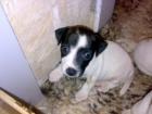 Reinrassige Mini Jack-Russel-TeRRier kurze Schnauze kurze Beinchen sehr klein b