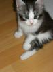 Maine Coon Babys suchen ab 26. 12. 09 neuen Familienanschluß