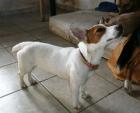 Poppy - munterer kleiner Jack Russel -Feger. in Despinas Haus verkümmert sie .