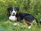 Junger Appenzeller Sennenhund möchte Papa werden