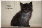 Black smoke Maine Coon Kitten mit Papieren sehr typvoll