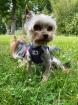 Yorkshire Terrier Mini Deckrüde
