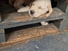 Labrador Welpen suchen dich