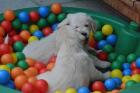Golden Retriever Welpen geb. 01. 07. 2022 - Abgabe ca. 26. 10. 2022