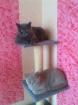 Bkh katzen suchen neues zuhause