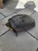 Wasserschildkröte zu Verschenken