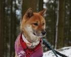Sachiko - freundlich schüchtern