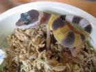 Leopardgeckos Nachzuchten 2022