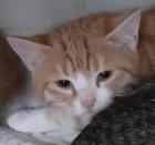 Freddy und Barney suchen dringend ein Zuhause aus dem Tierschutz / gechipt