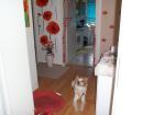 Dringend neues zu haus gesucht