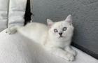 Abgabe bereite BKH blue point kitten