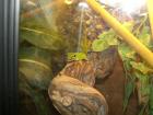 0 0 3 Phelsuma madagascariensis grandis abzugeben
