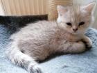 Reinrassige BKH Kitten