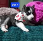 Sibirian Husky Welpen