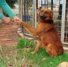 Marley Setter -Mix von den Anwohnern beschimpft und geschlagen . ein hoffnu