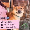 Yokai m 2 5 Jahre 40cm Slowakei NB