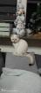 BKH Kitten mit Stammbaum ab sofort golden point