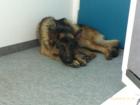Verschmusster Schäferhund