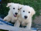 Golden-Retriever/Labrador Mix Welpen