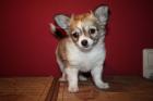 3 Reinrassige Chihuahua-Welpen m. Papiere Ahnentafel suchen neues Zuhause