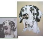 Hundeportraits Tierportraits nach Fotovorlage