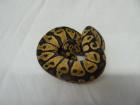 0. 1 - Pastel 100 het Piebald / Pastel CB 2022